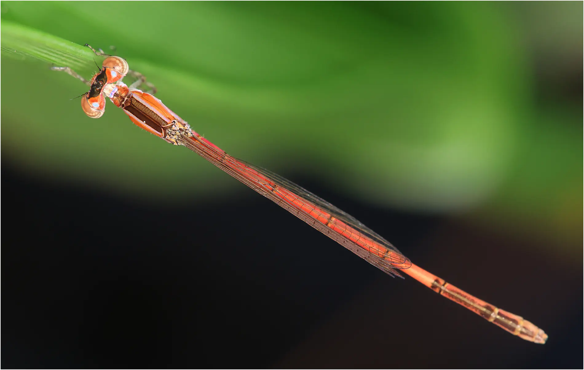 Agriocnemis zerafica femelle, Ghana, Kamgbunli, 15/021/2026
