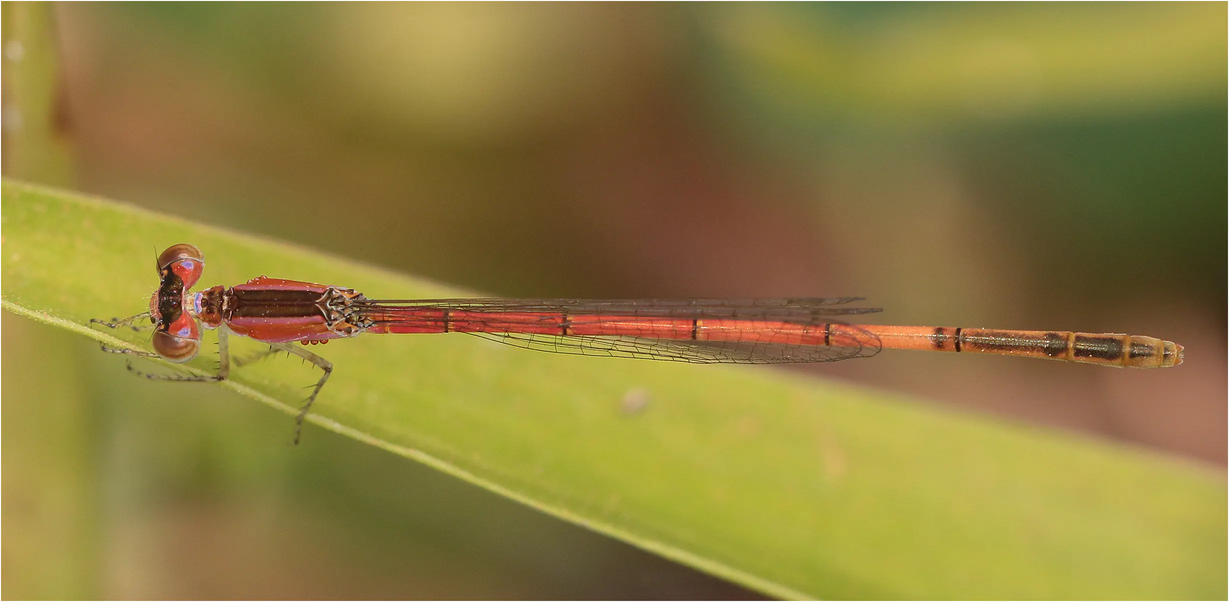 Sahel Wisp female, Ghana, Adansi sud, 21/01/2026