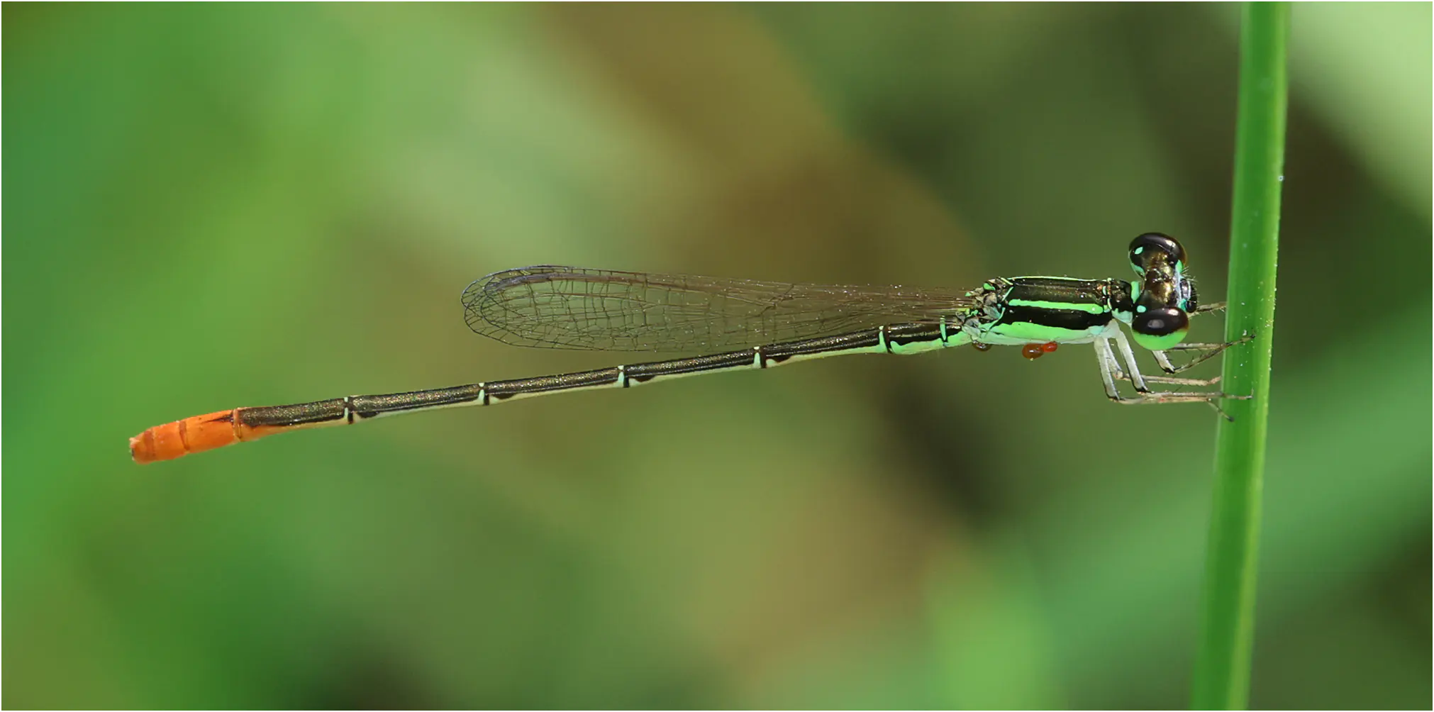 Agriocnemis zerafica mâle, Ghana, Sakumono lagoon, 12/01/2026