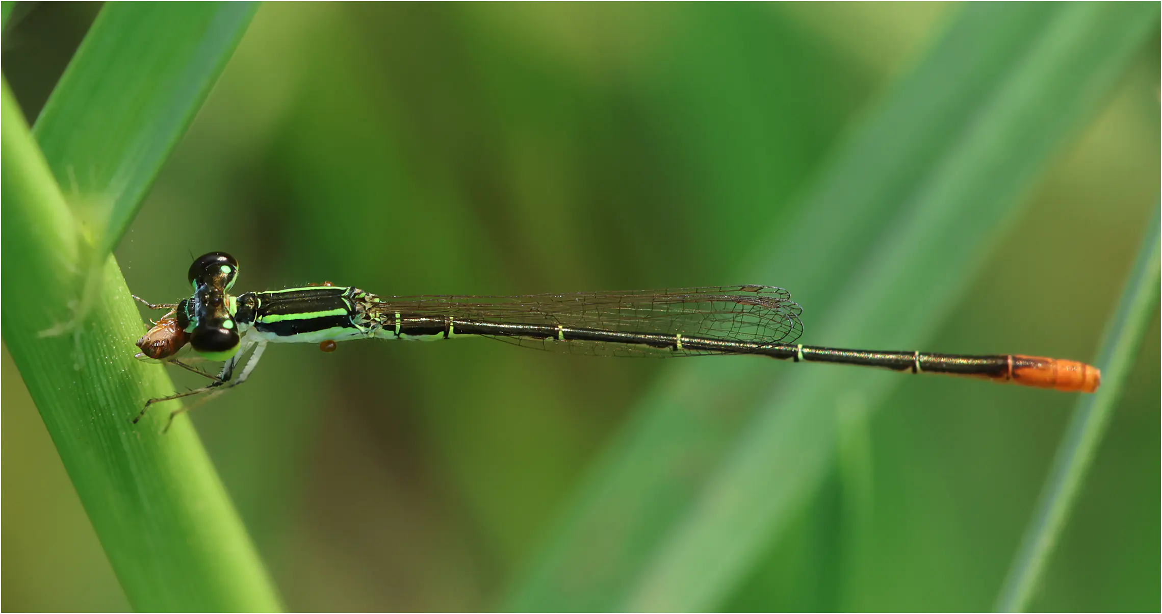 Sahel Wisp male, Ghana, Sakumono lagoon, 12/01/2026