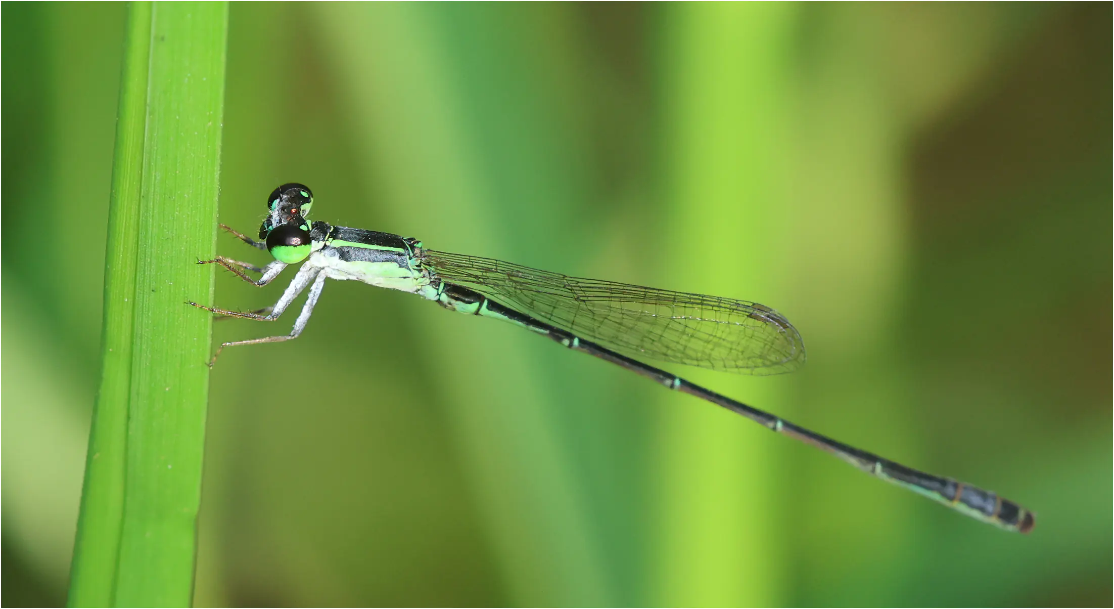 Agriocnemis zerafica mâle, Ghana, Sakumono lagoon, 12/01/2026