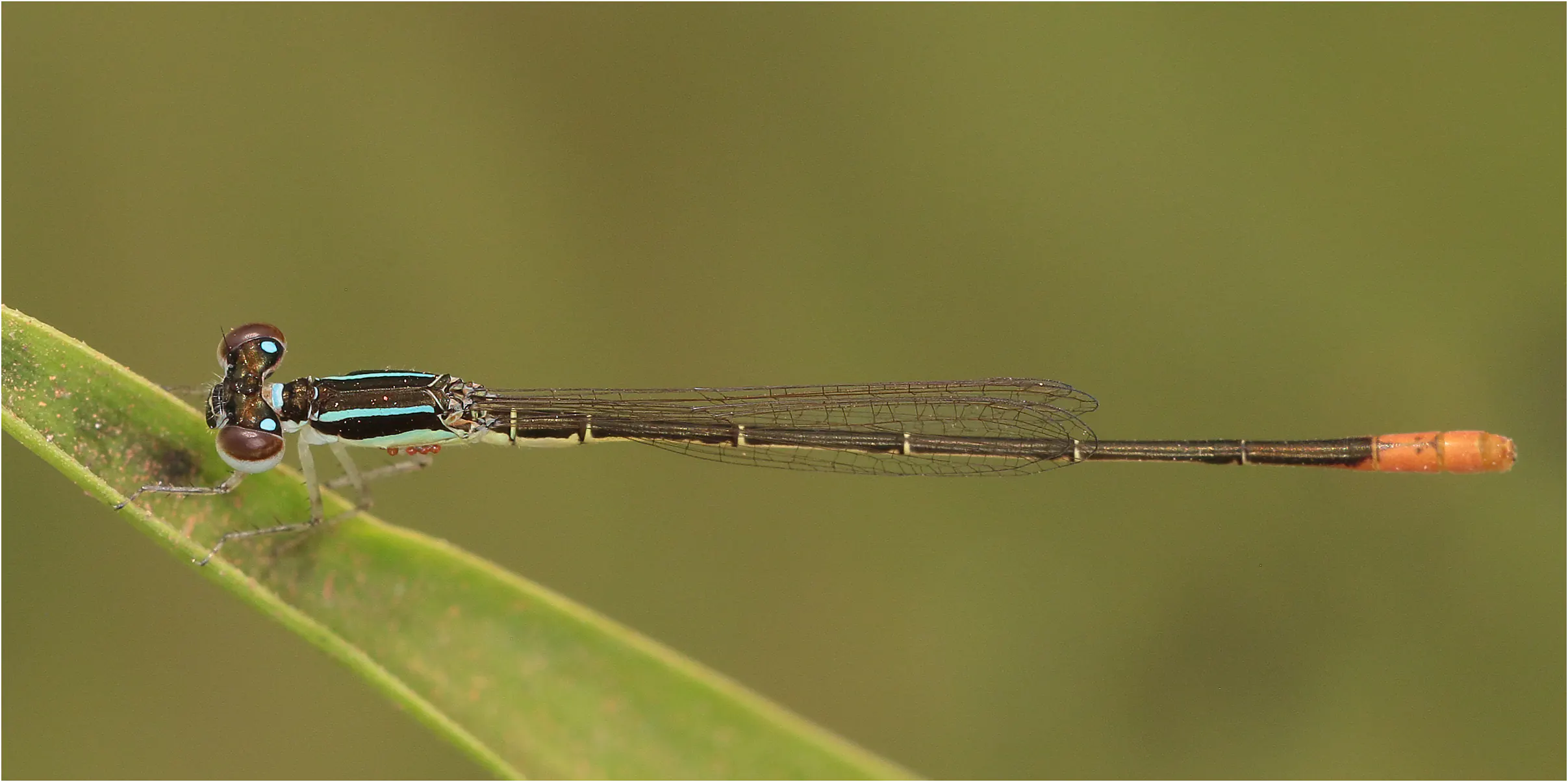 Sahel Wisp male, Ghana, Adansi sud, 21/01/2026