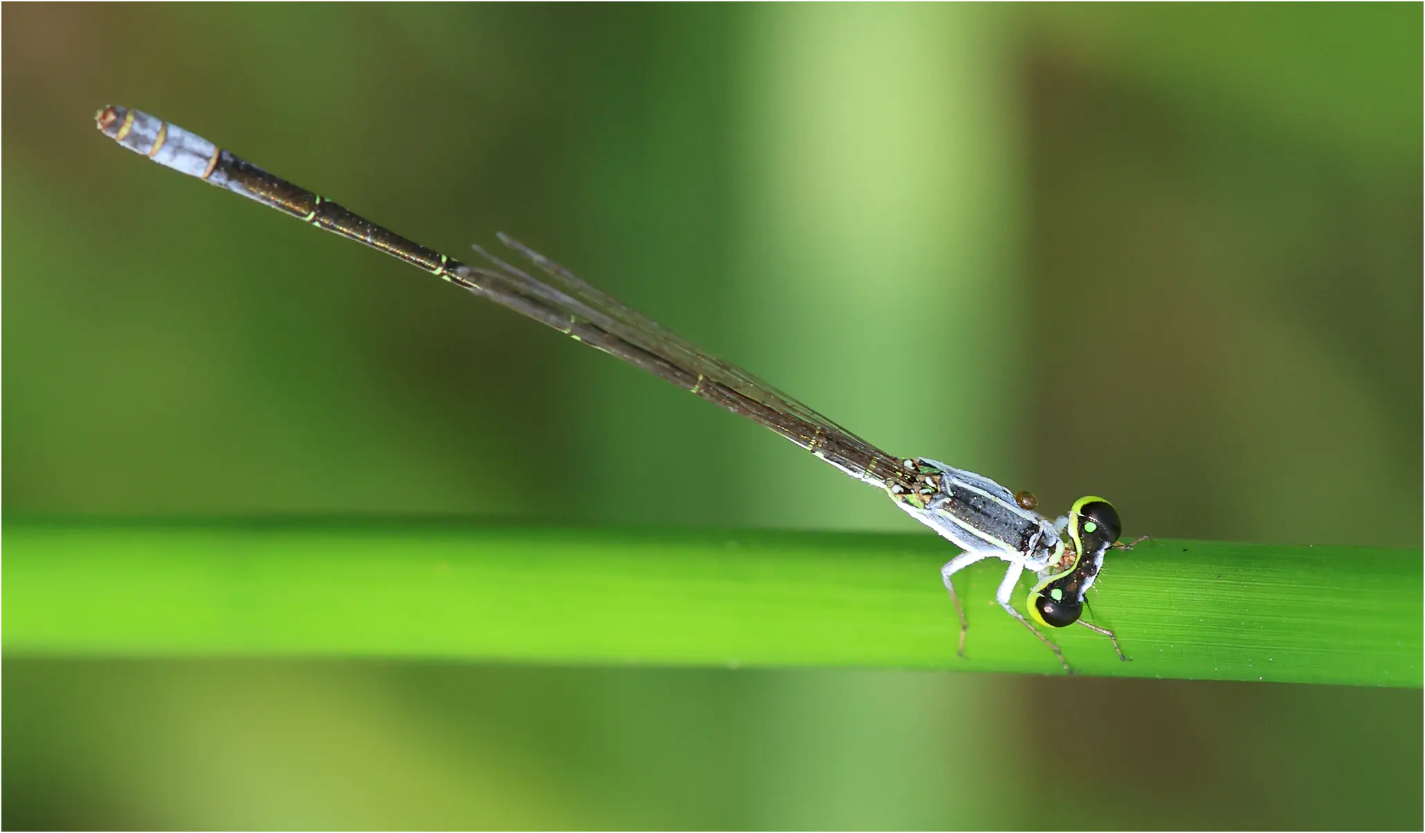 Agriocnemis zerafica mâle, Ghana, Sakumono lagoon, 12/01/2026