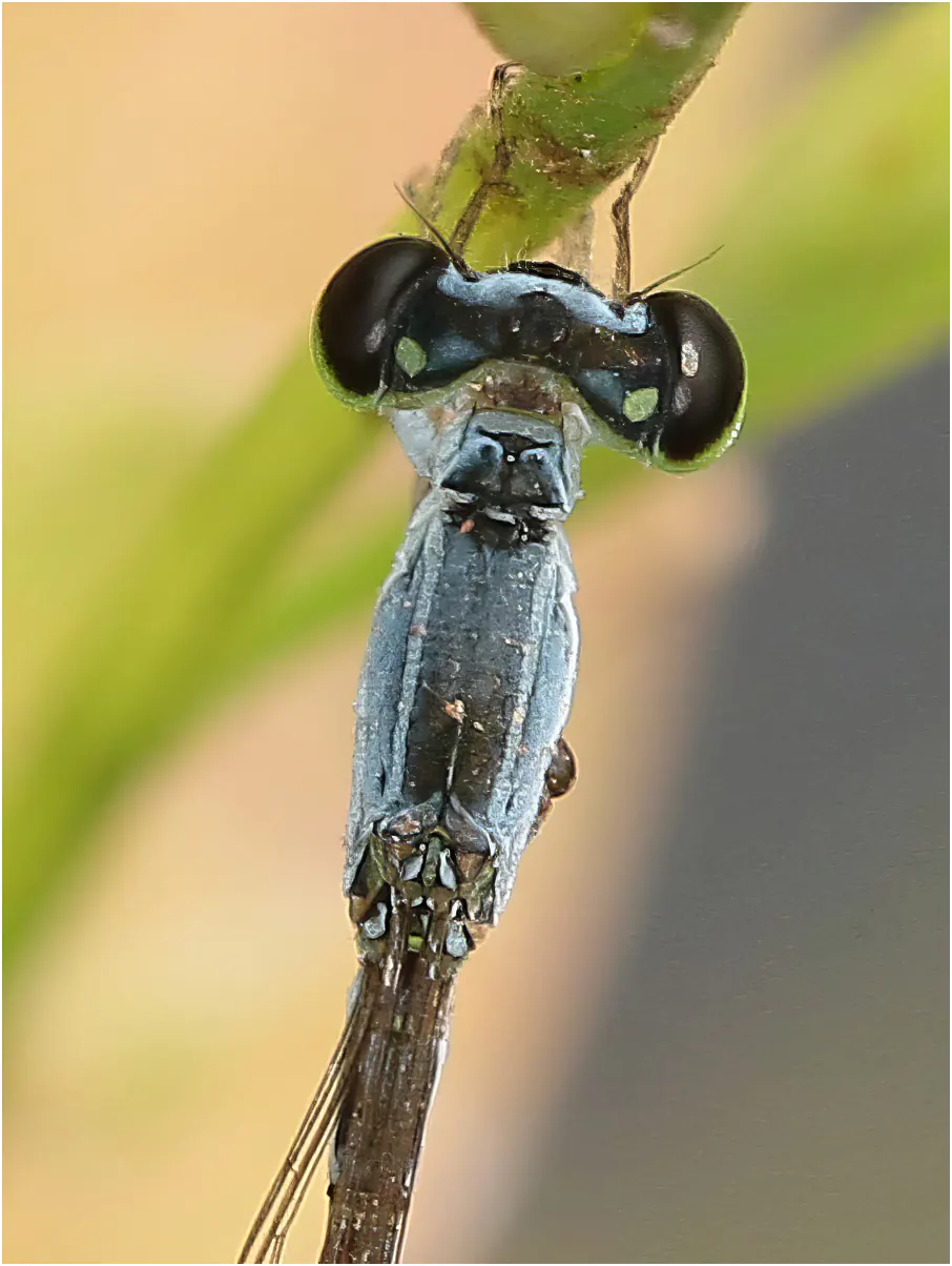Sahel Wisp male, Ghana, Adansi sud, 21/01/2026