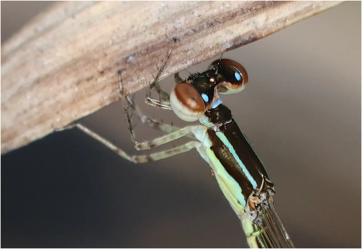 Agriocnemis zerafica mâle, Ghana, Kamgbunli, 15/01/2026