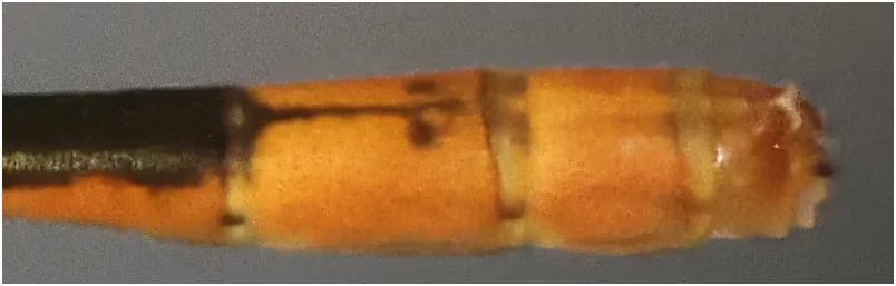 Agriocnemis zerafica mâle appendices anaux, Ghana, Sakumono lagoon, 12/01/2026