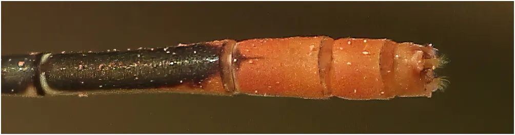 Agriocnemis zerafica mâle, Ghana, Adansi sud, 21/01/2026