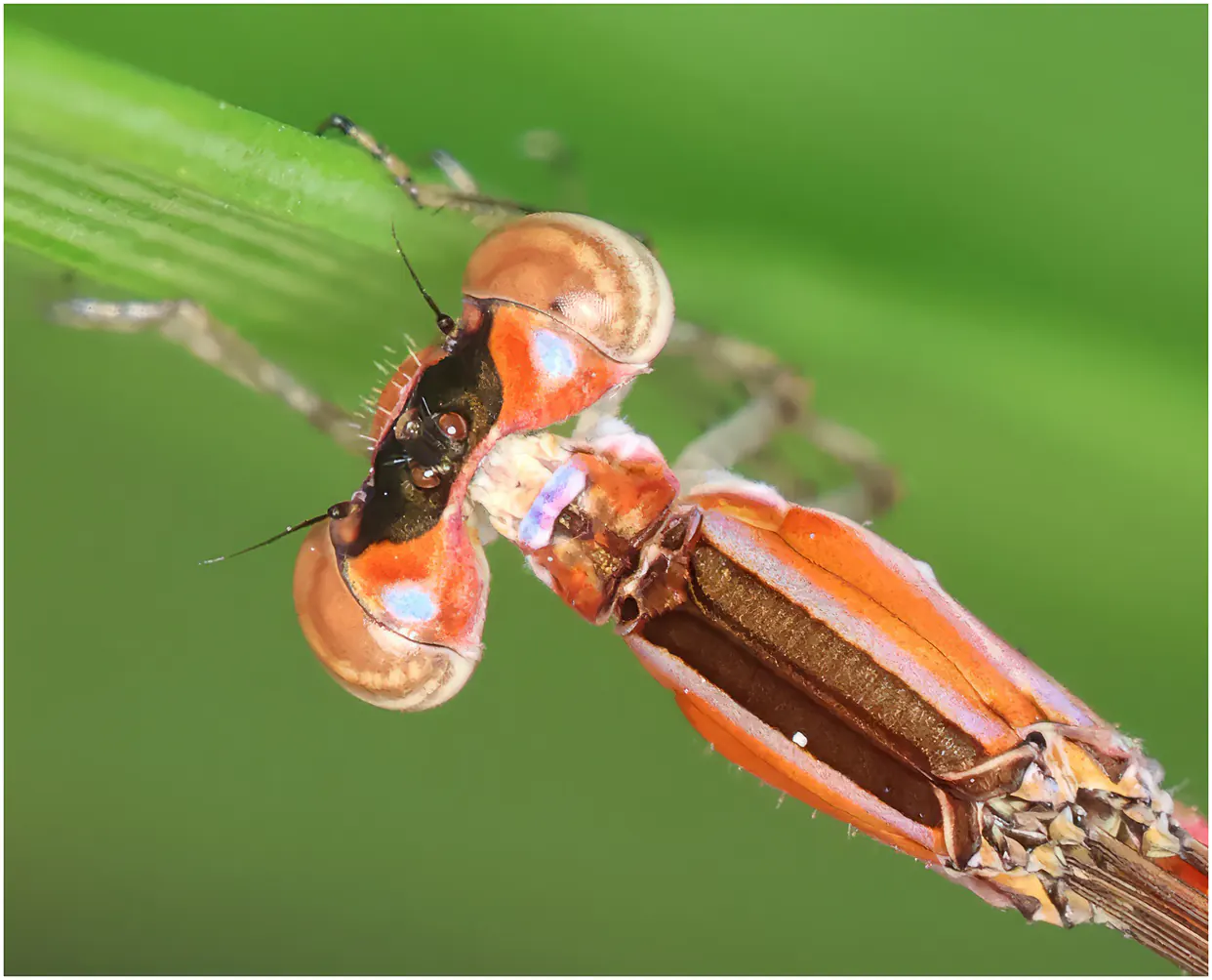 Agriocnemis zerafica femelle, Ghana, Kamgbunli, 15/021/2026