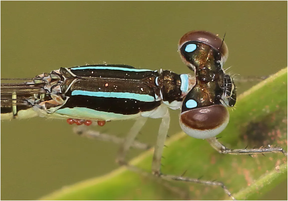 Agriocnemis zerafica mâle, Ghana, Adansi sud, 21/01/2026