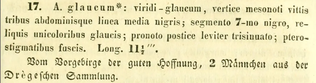 Agrion glaucum, Burmeister