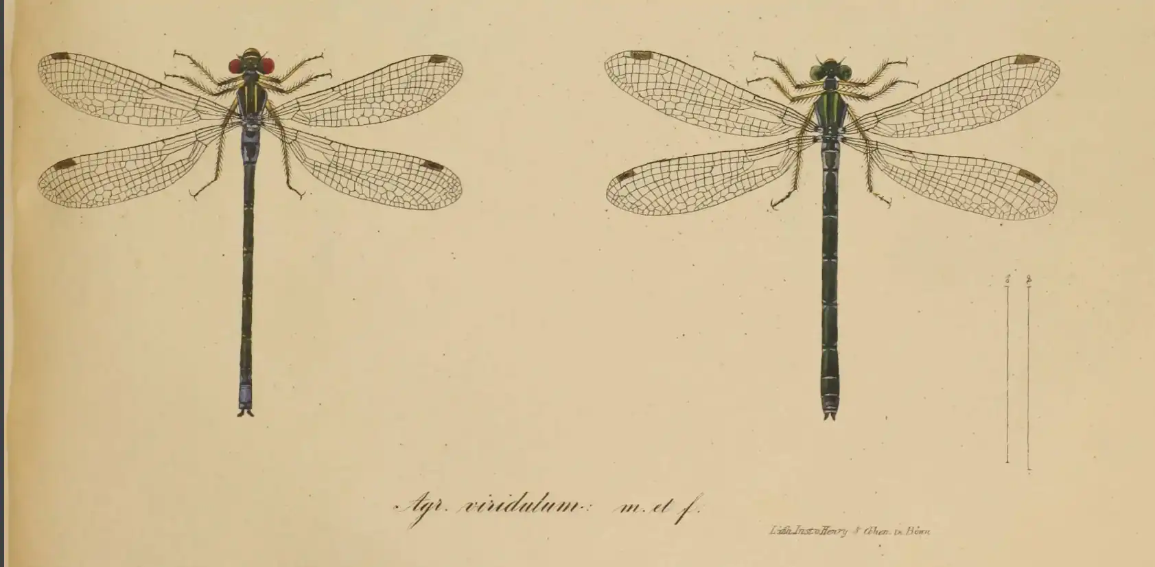 Agrion viridulum Charpentier, 1840
