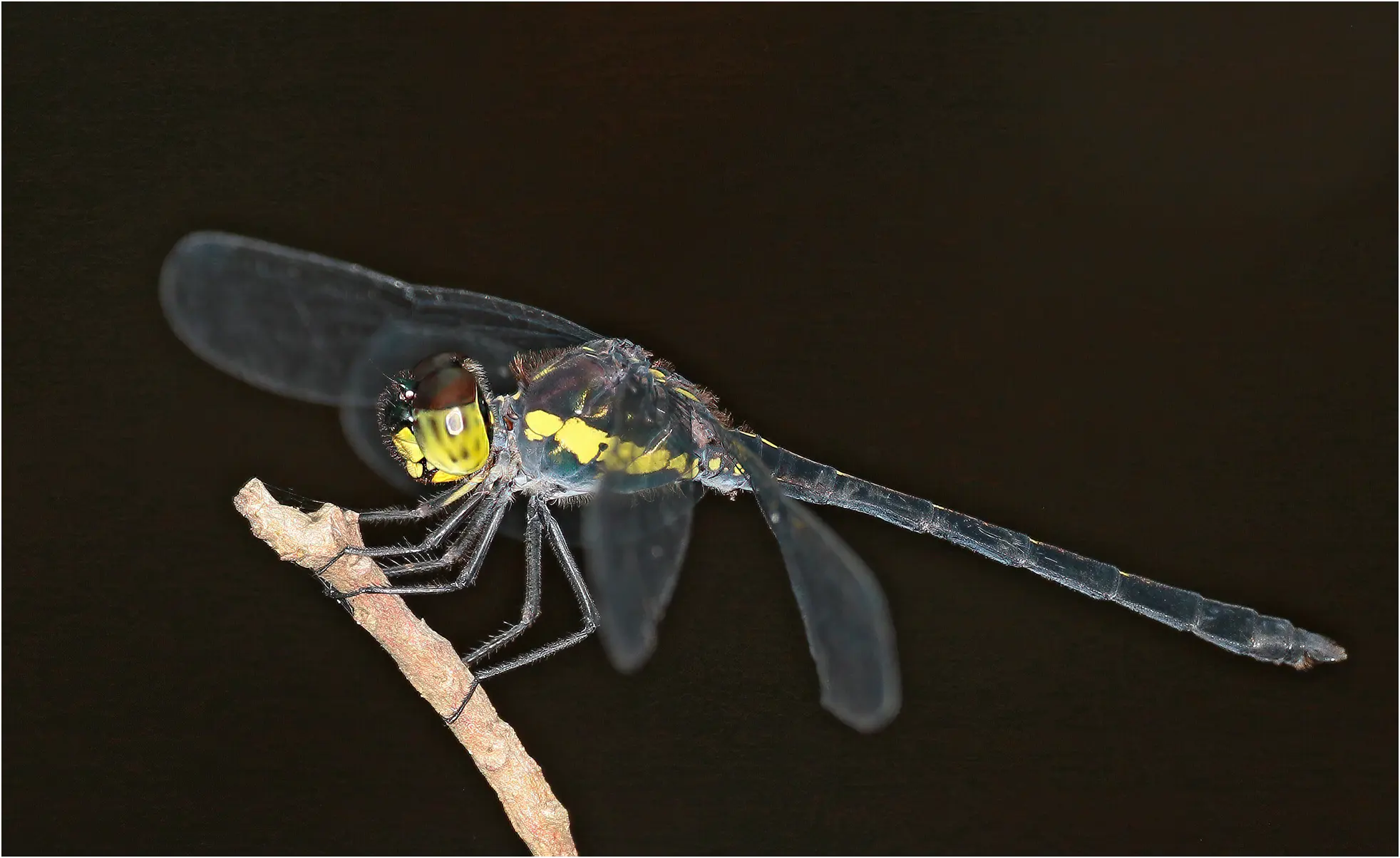Agrionoptera longitudinalis mâle, Australie (FNQ), Cairns, Freshwater Creek, 01/12/2022