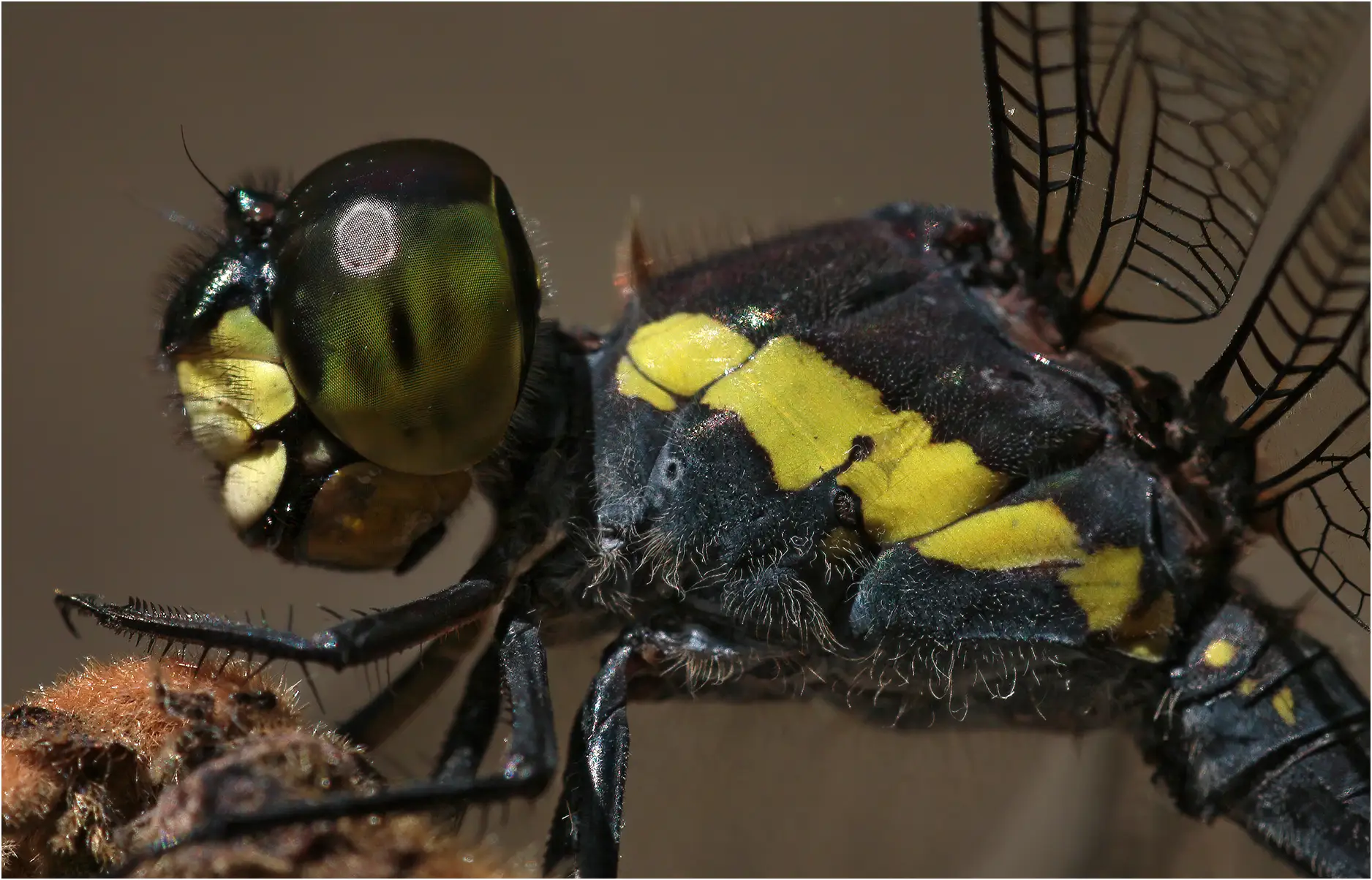 Agrionoptera longitudinalis mâle, Australie (FNQ), Cairns, Crystal Cascades, 03/12/2022