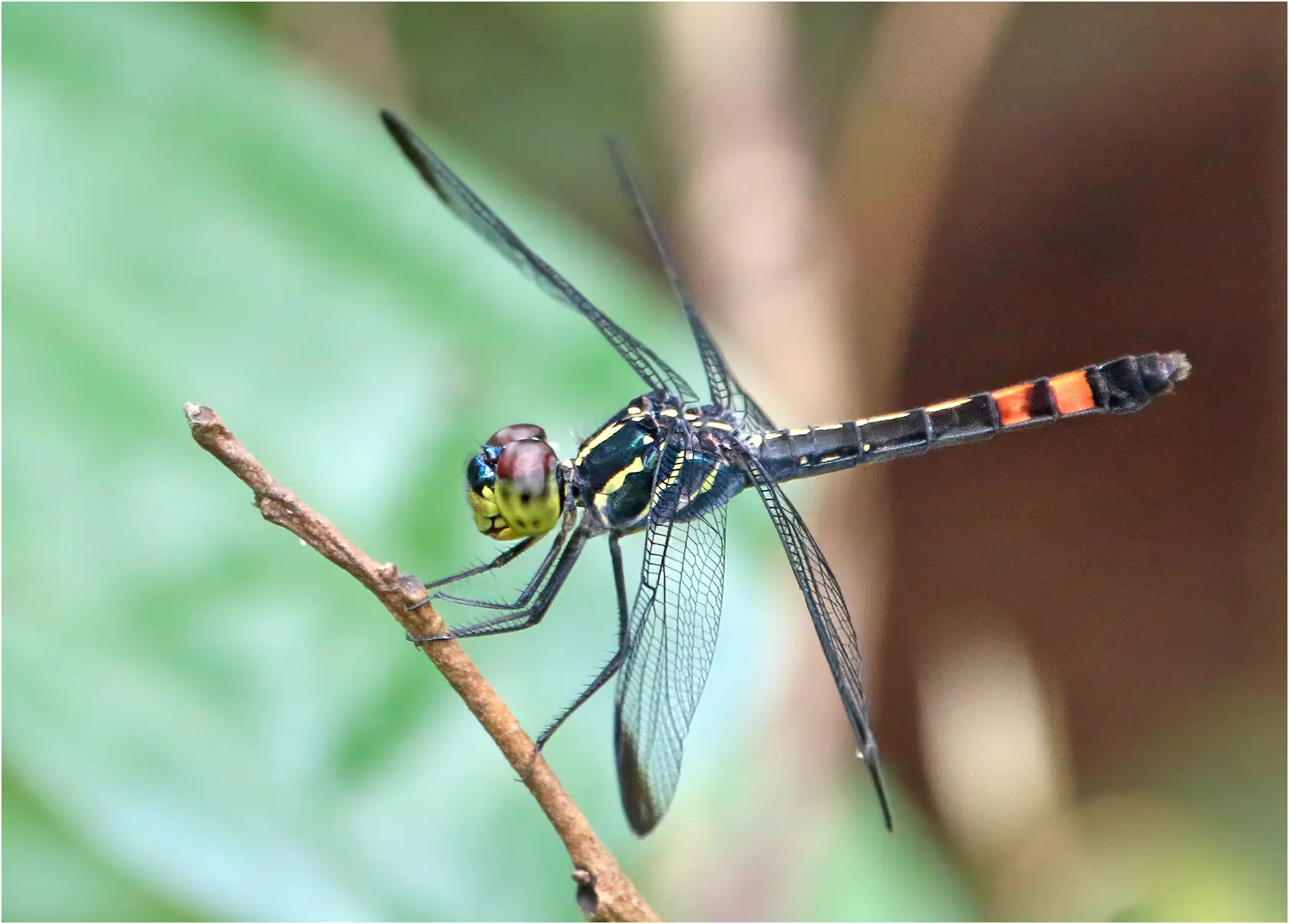 Agrionoptera sexlineata femelle, Bornéo, Ranchan Recreational Park, 30/03/2025