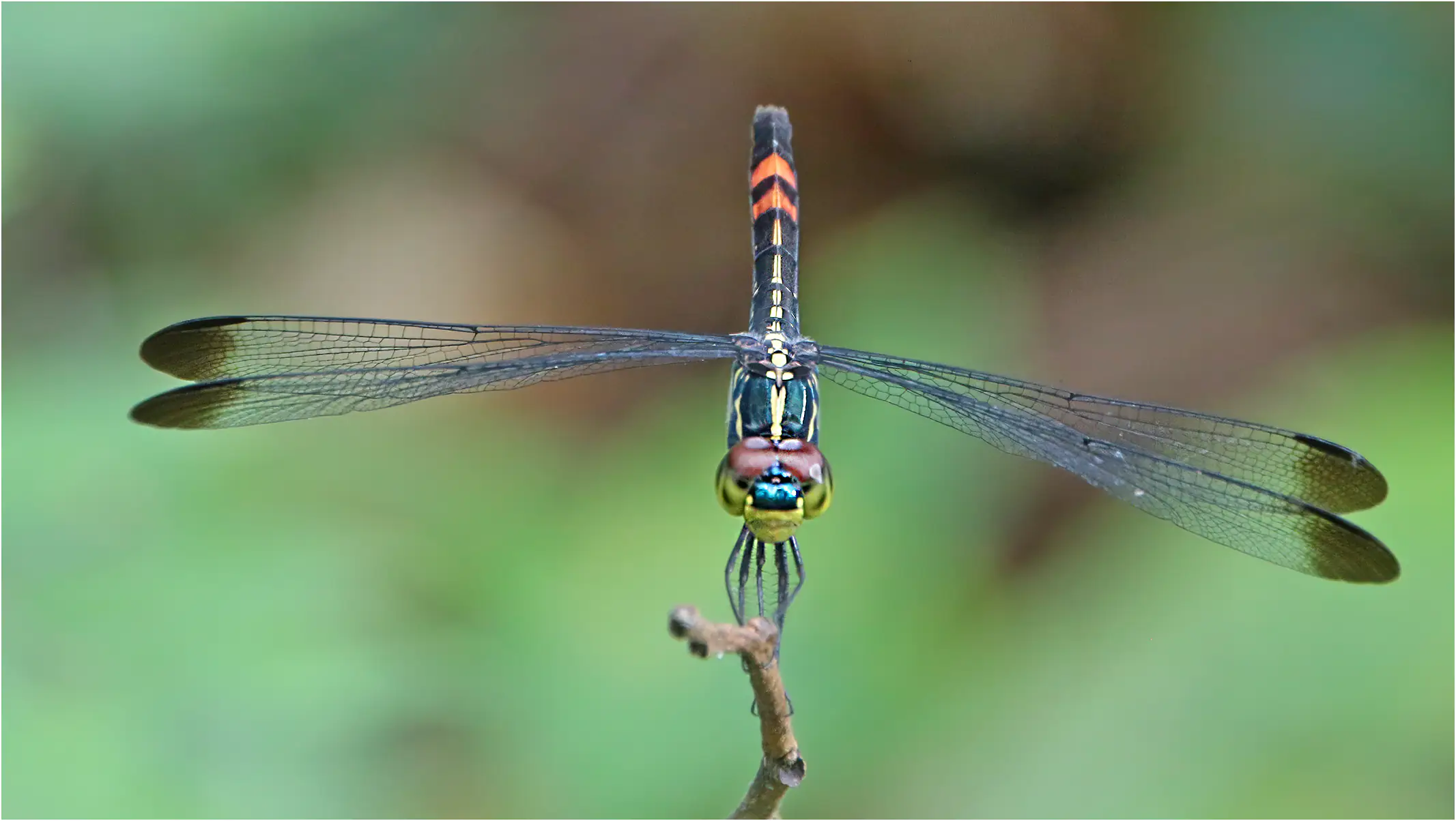 Agrionoptera sexlineata femelle, Bornéo, Ranchan Recreational Park, 30/03/2025