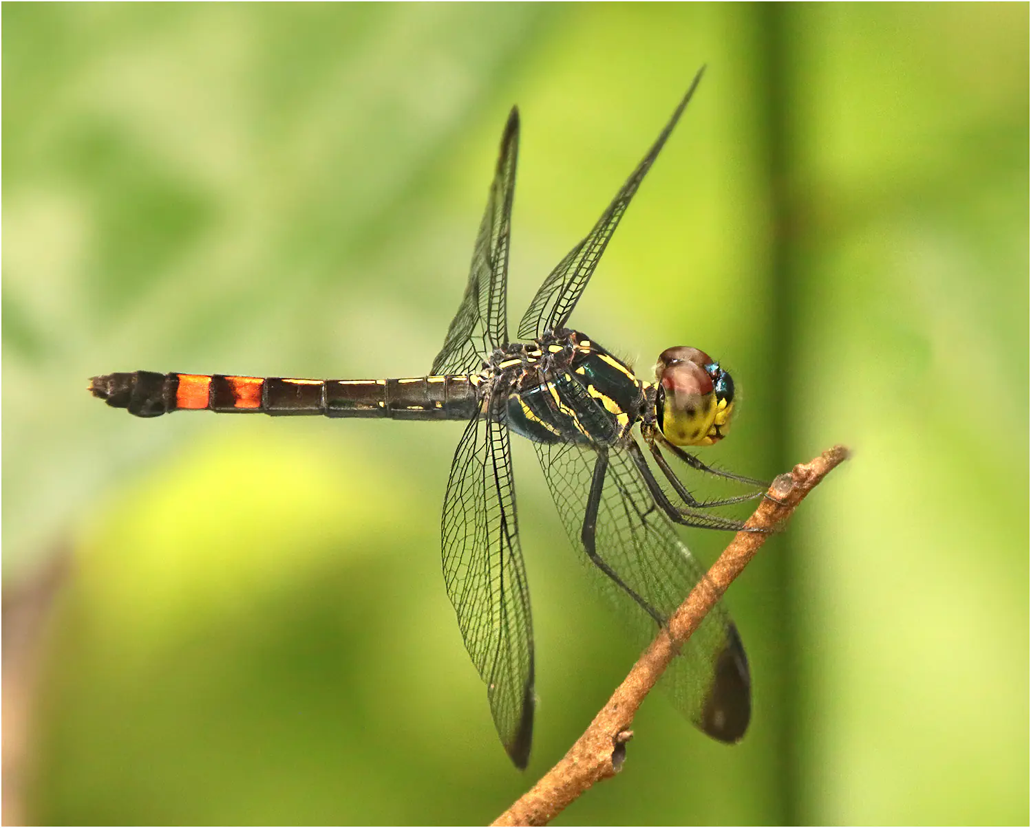 Agrionoptera sexlineata femelle, Bornéo, Ranchan Recreational Park, 30/03/2025