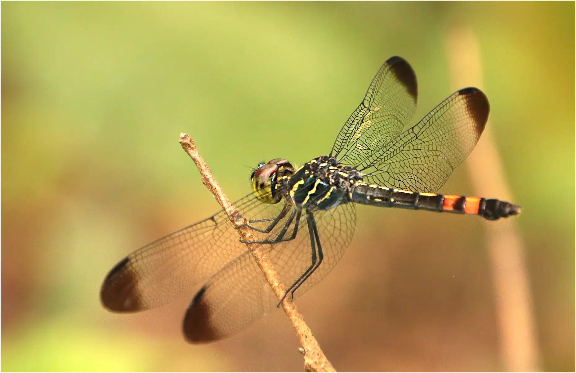 Handsome grenadier female, Borneo, Ranchan Recreational Park, 03/30/2025