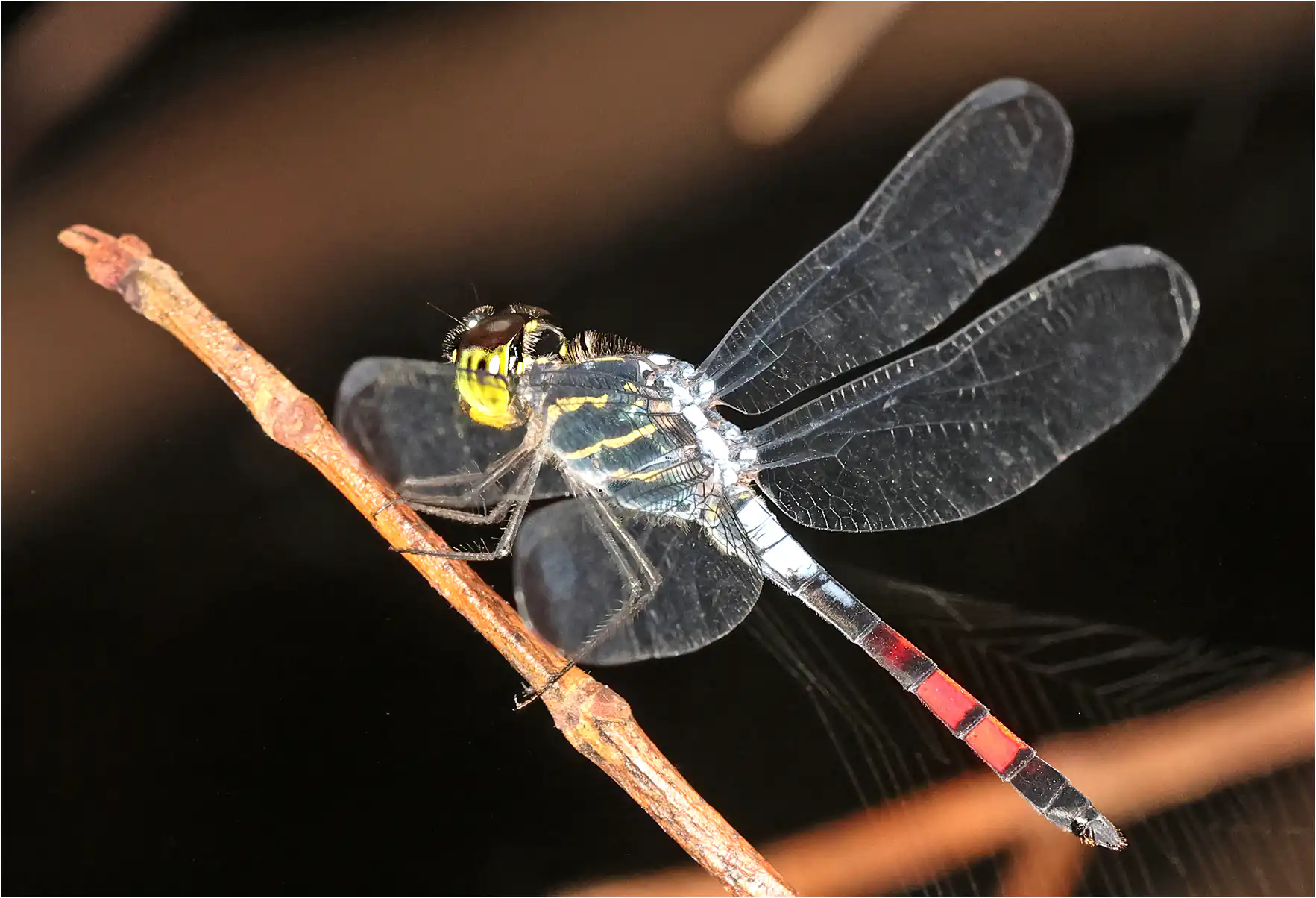 Agrionoptera sexlineata mâle, Bornéo, Santubung National Park, 21/03/2025