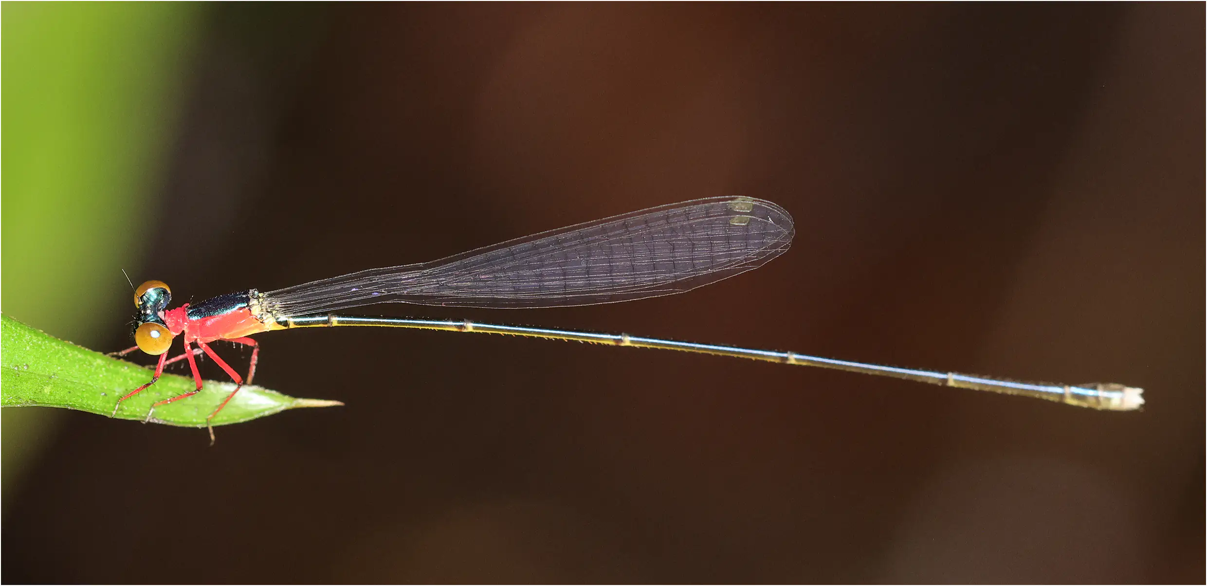 Amphicnemis annae femelle, Sarawak, Kuching, 25/03/2025