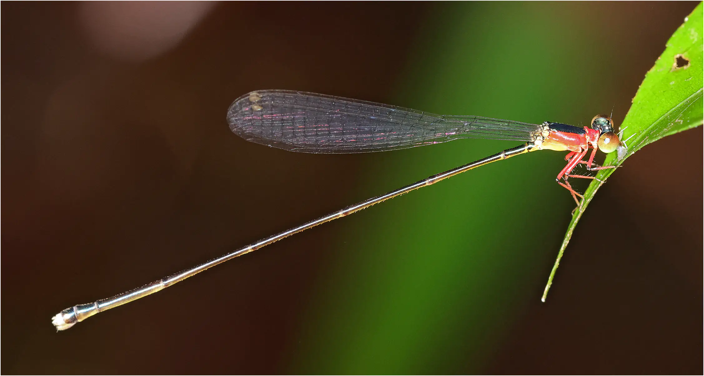 Amphicnemis annae femelle, Sarawak, Kuching, 25/03/2025
