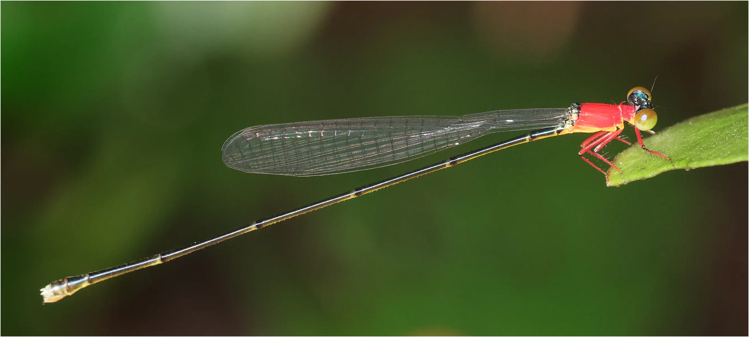Amphicnemis annae femelle, Sarawak, Kuching, 25/03/2025