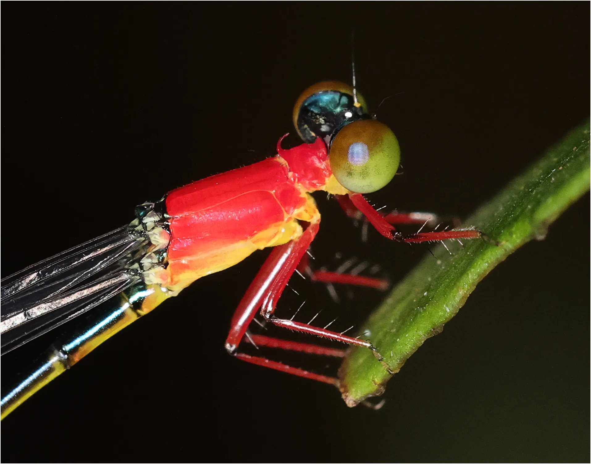 Amphicnemis annae femelle, Sarawak, Kuching, 25/03/2025