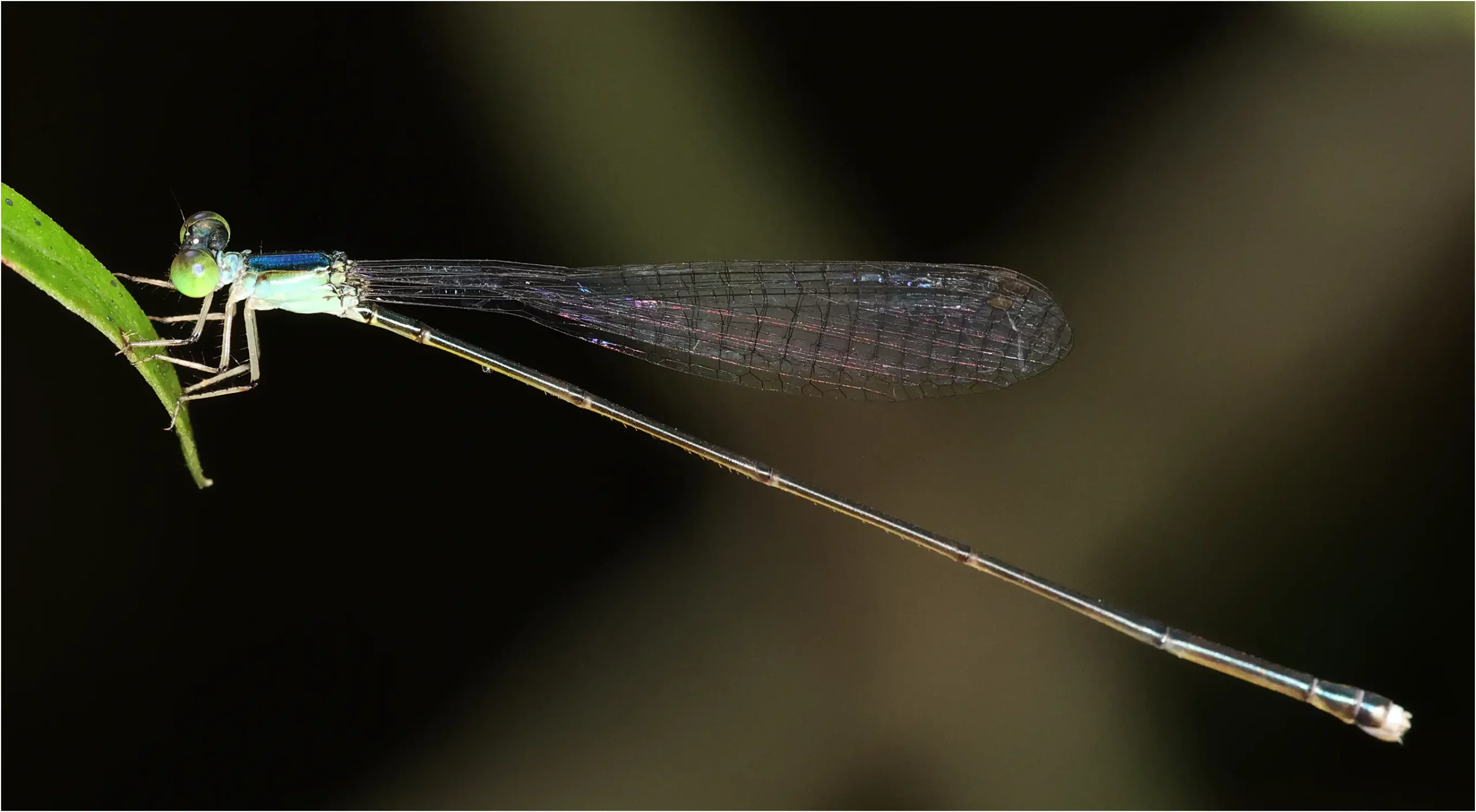 Amphicnemis annae femelle mature, Sarawak, Kuching, 25/03/2025