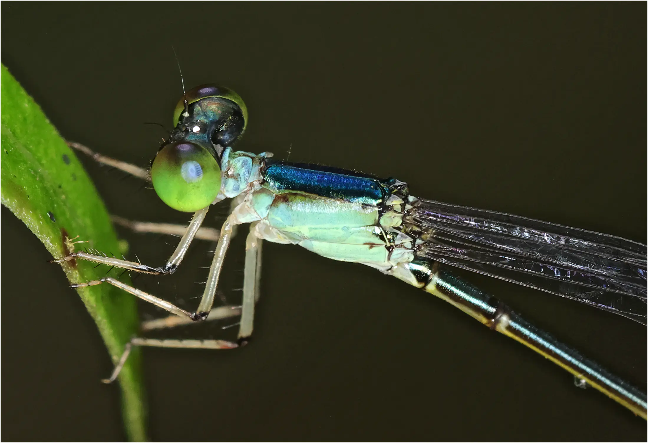 Amphicnemis annae femelle mature, Sarawak, Kuching, 25/03/2025
