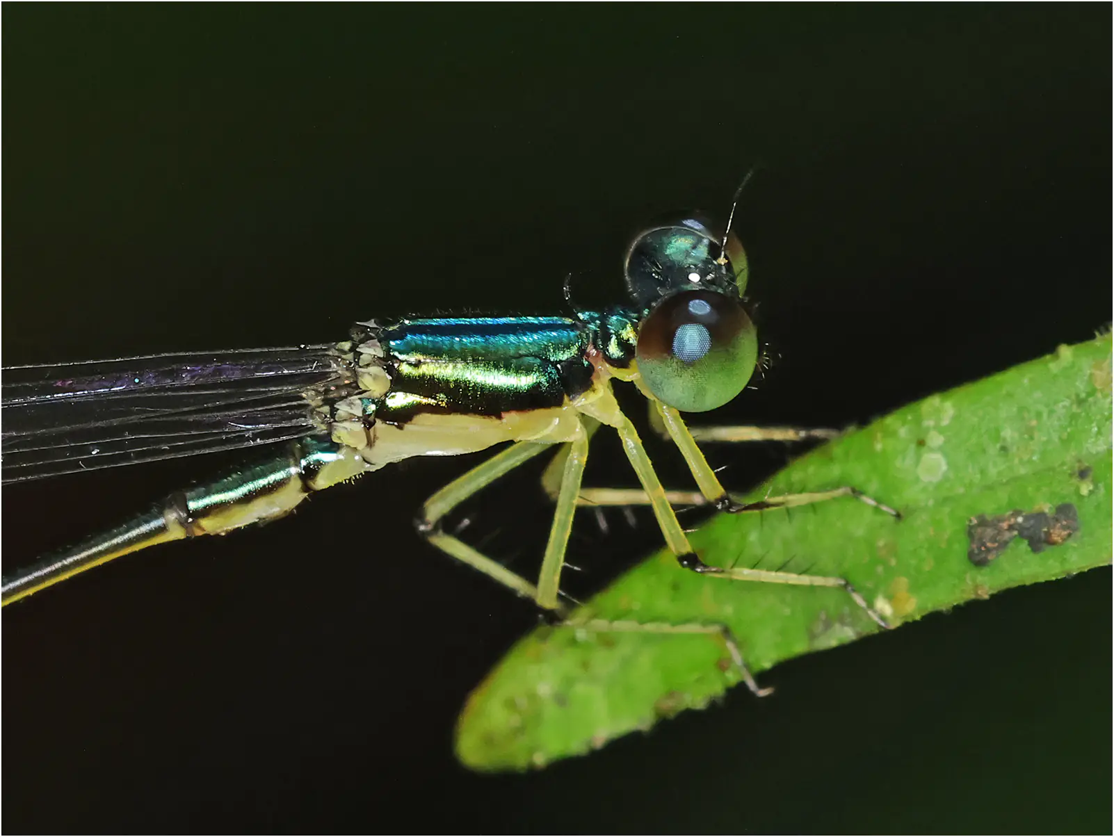 Amphicnemis annae mâle, Sarawak, Kuching, 25/03/2025