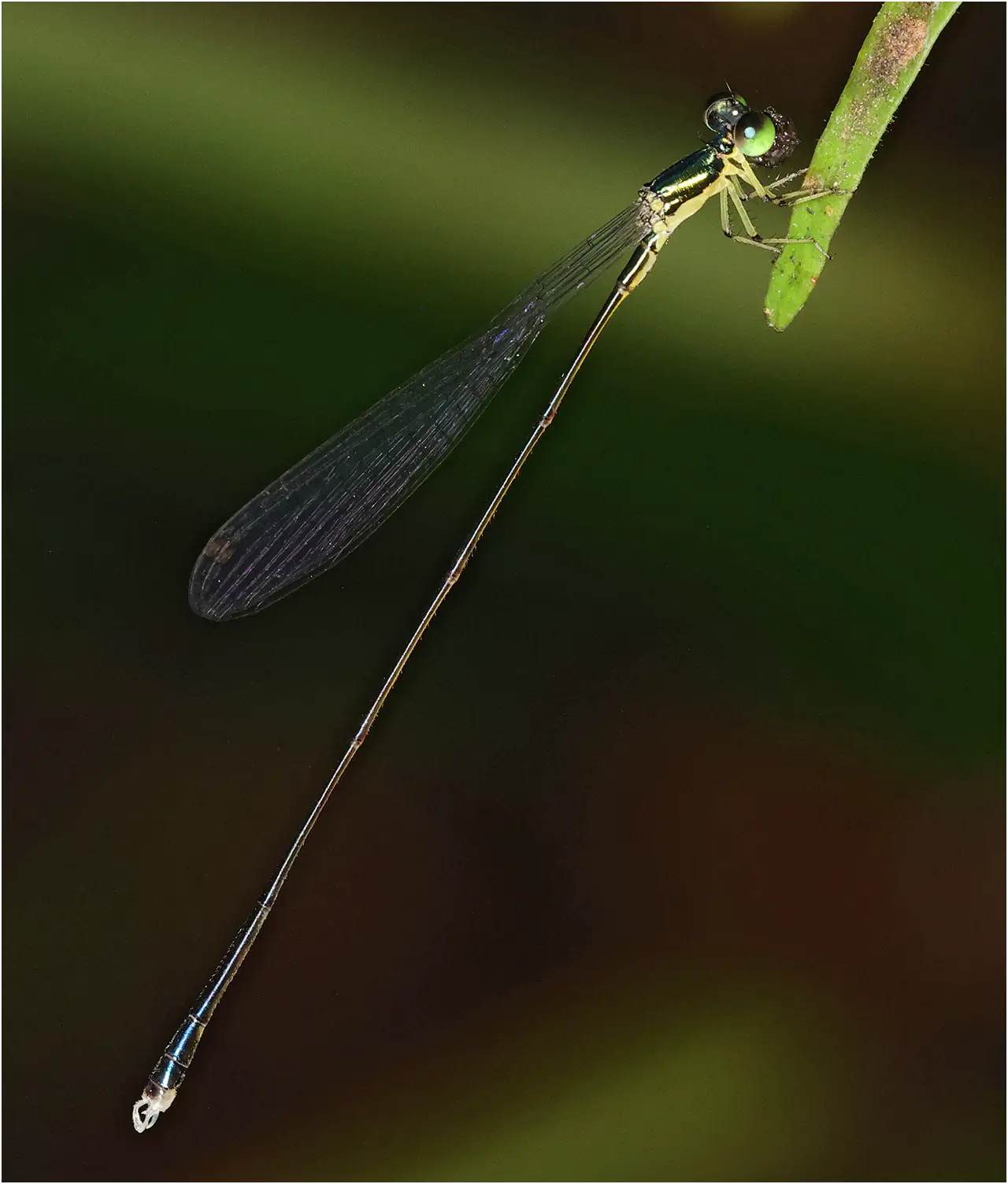 Amphicnemis annae mâle, Sarawak, Kuching, 25/03/2025