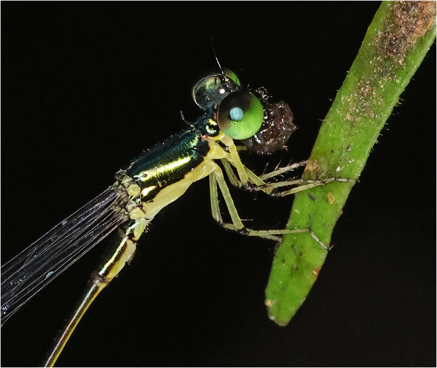 Amphicnemis annae mâle, Sarawak, Kuching, 25/03/2025