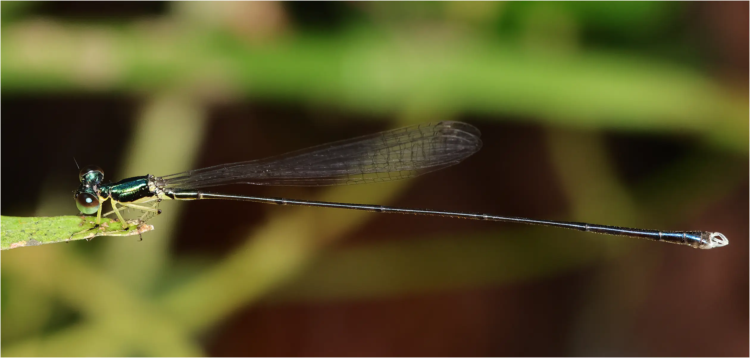 Amphicnemis annae mâle, Sarawak, Kuching, 25/03/2025