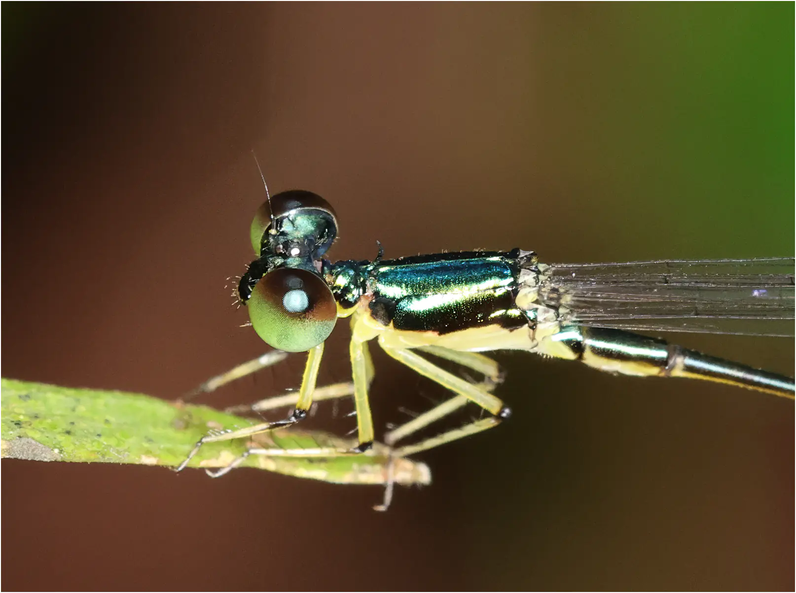 Amphicnemis annae mâle, Sarawak, Kuching, 25/03/2025