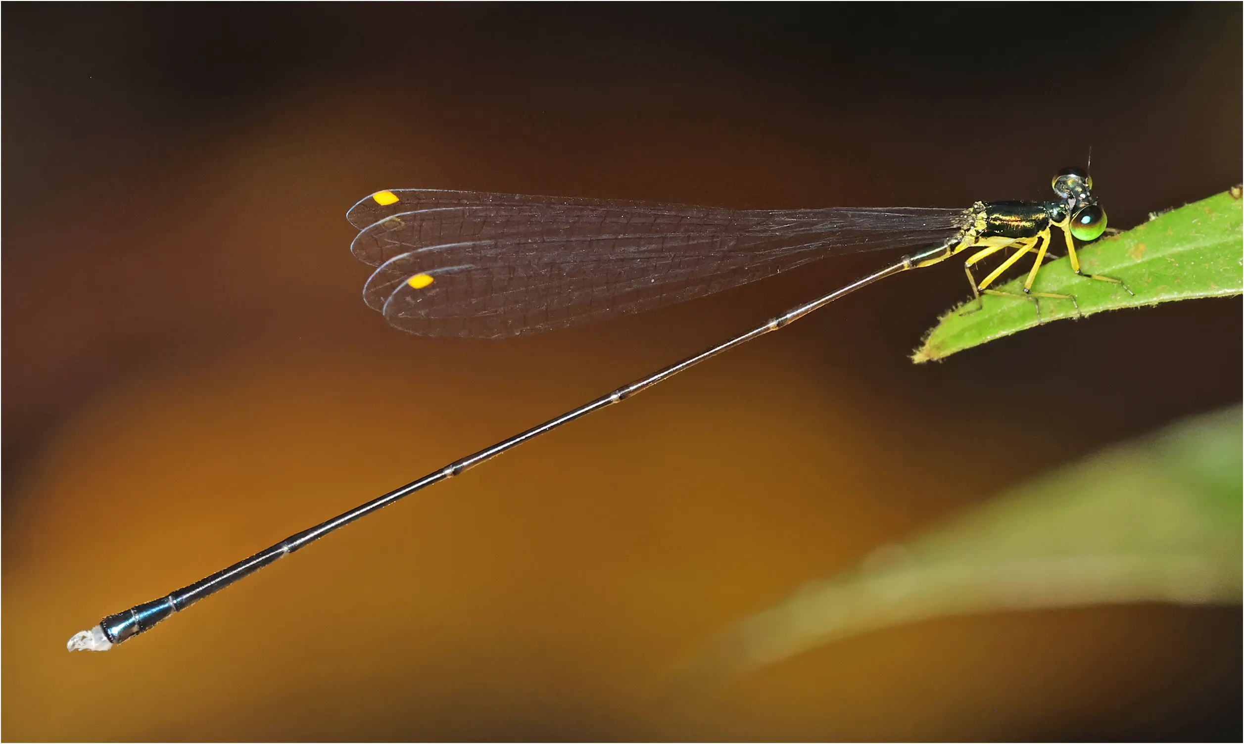 Amphicnemis cf. dactylostyla mâle, Sarawak, UNIMAS Campus, 25/03/2025