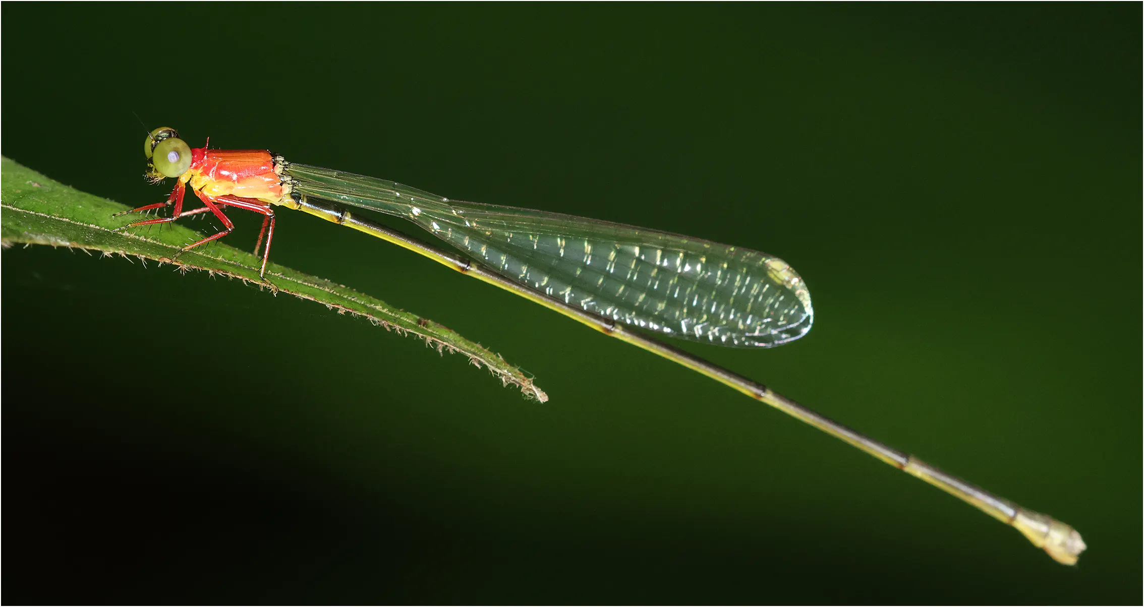 Amphicnemis wallacii femelle, Sarawak, Kuching, 25/03/2025