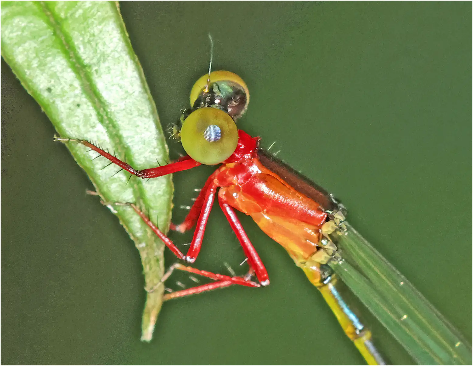 Amphicnemis wallacii femelle, Sarawak, Kuching, 25/03/2025