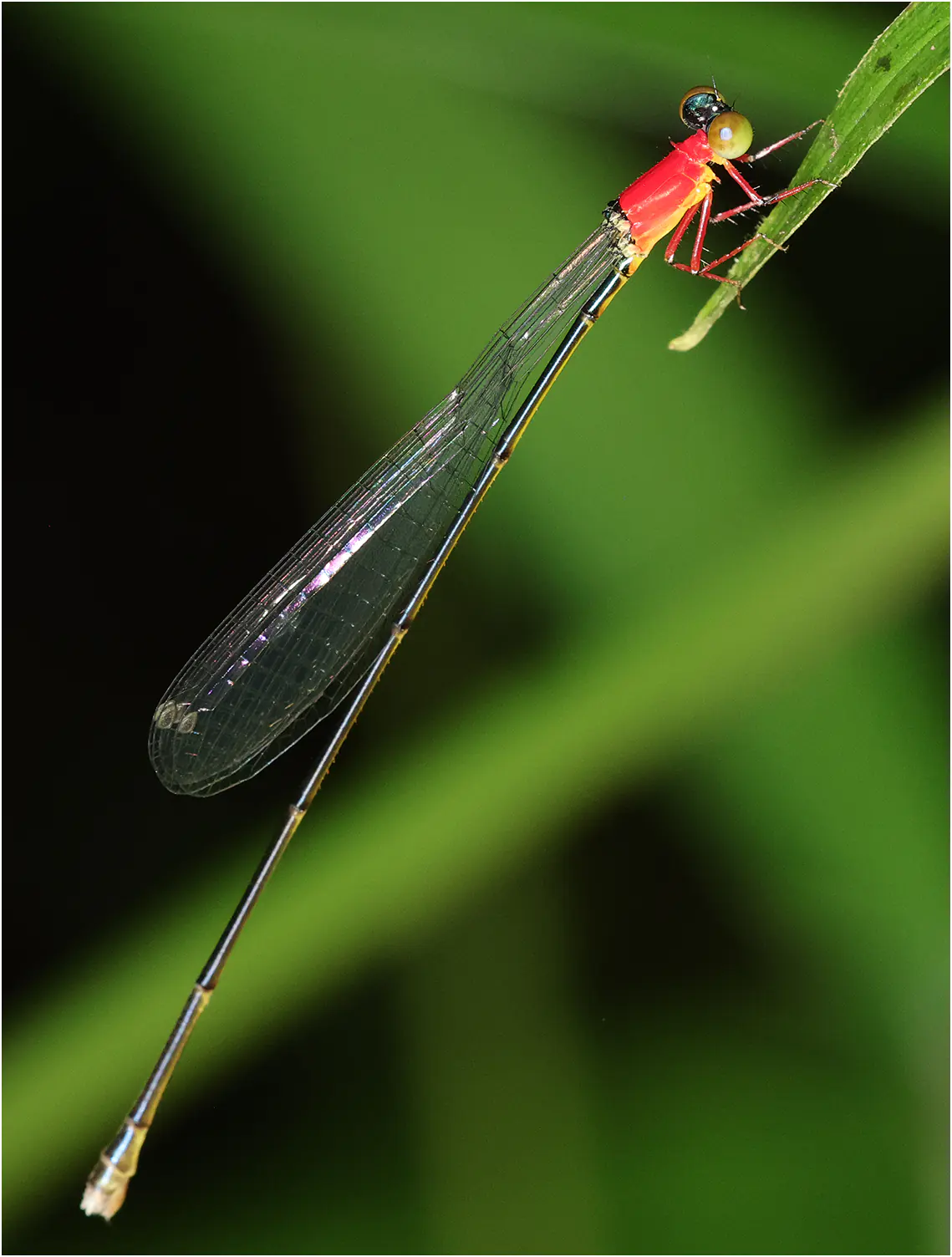 Amphicnemis wallacii femelle, Sarawak, Kuching, 25/03/2025