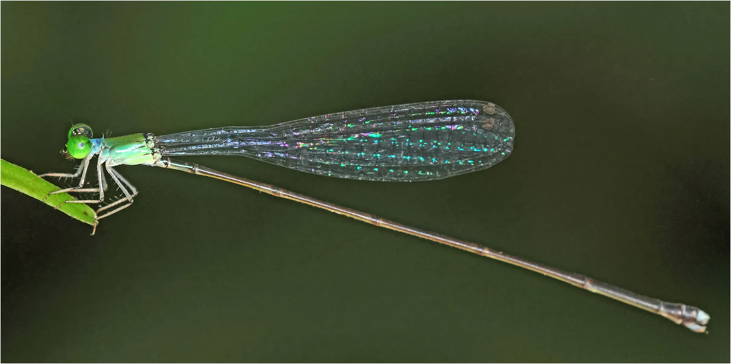 Amphicnemis wallacii femelle, Sarawak, Kuching, 25/03/2025