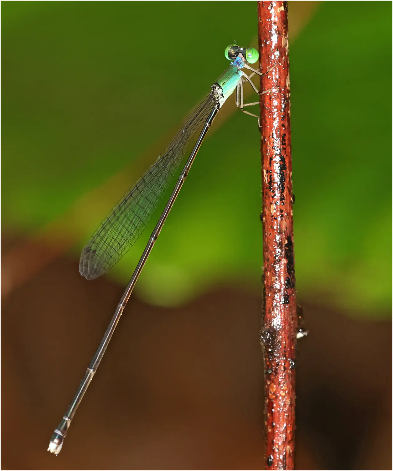 Amphicnemis wallacii femelle, Sarawak, Kuching, 25/03/2025