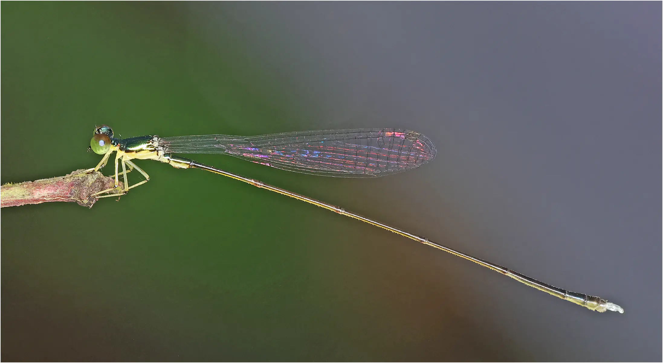 Amphicnemis wallacii mâle, Sarawak, Kuching, 25/03/2025