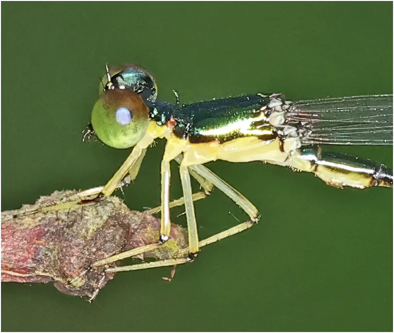 Amphicnemis wallacii mâle, Sarawak, Kuching, 25/03/2025