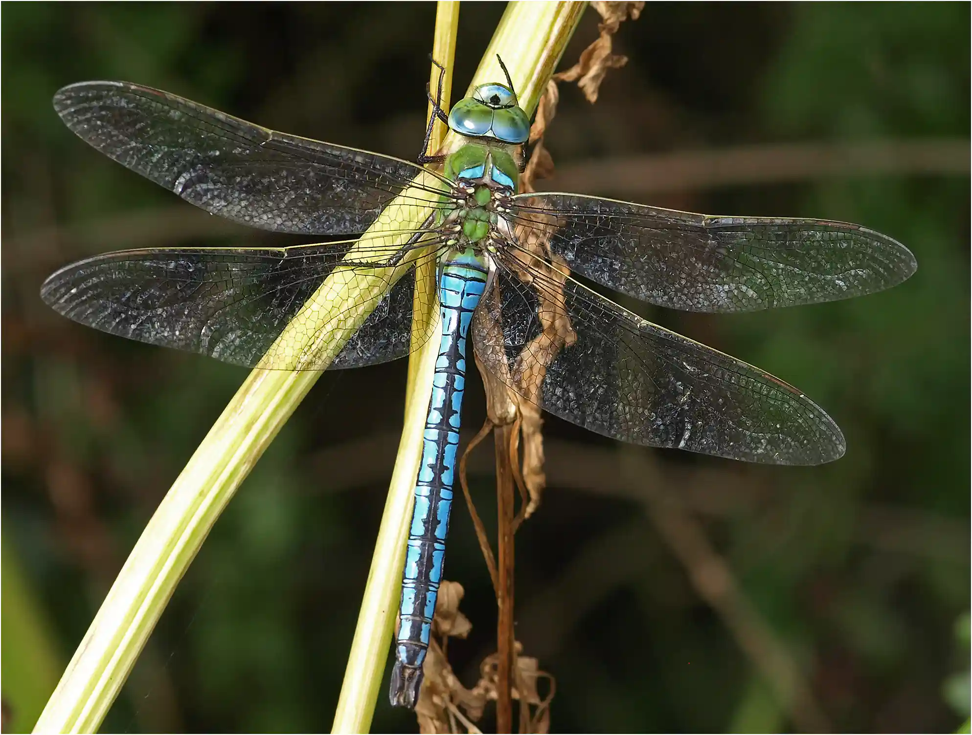 Anax imperator mâle, le Fuilet (France-49), 12/07/2008