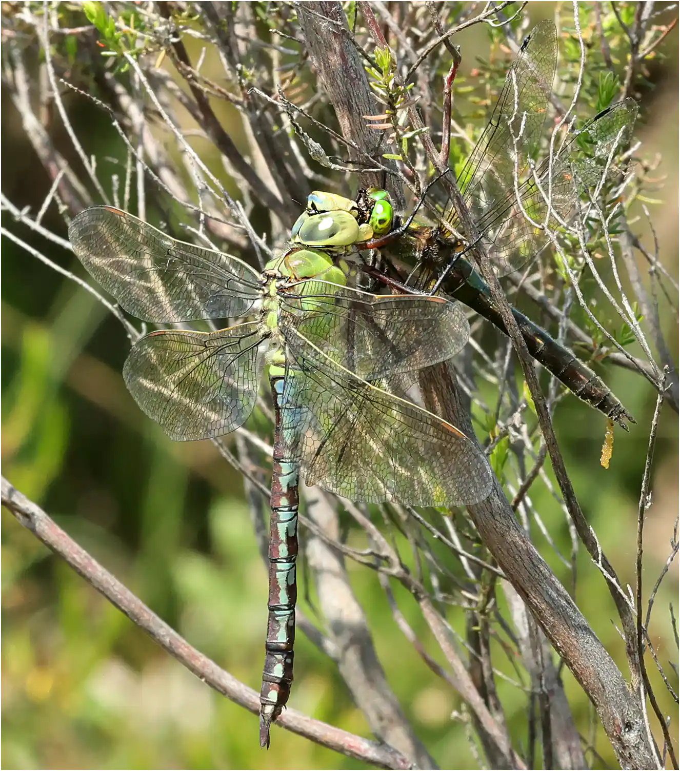 Anax imperator femelle dévorant Cordulia aenea femelle, Réserve du Pinail (F-86)