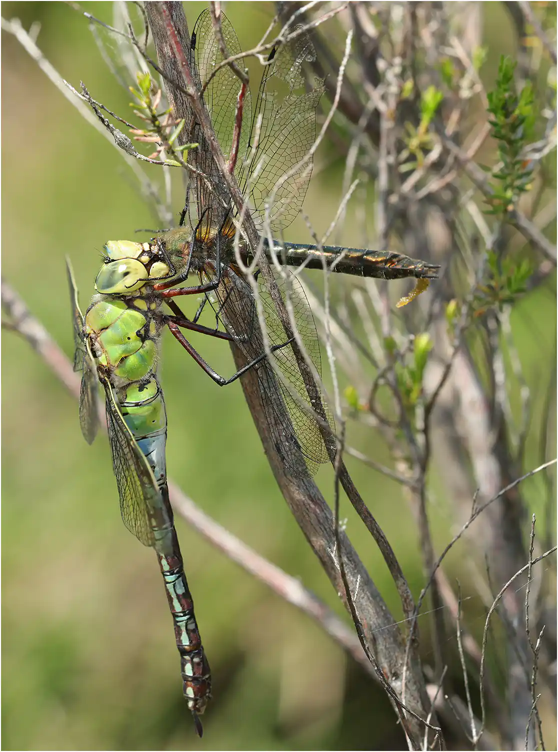 Anax imperator femelle dévorant Cordulia aenea femelle, Réserve du Pinail (F-86)