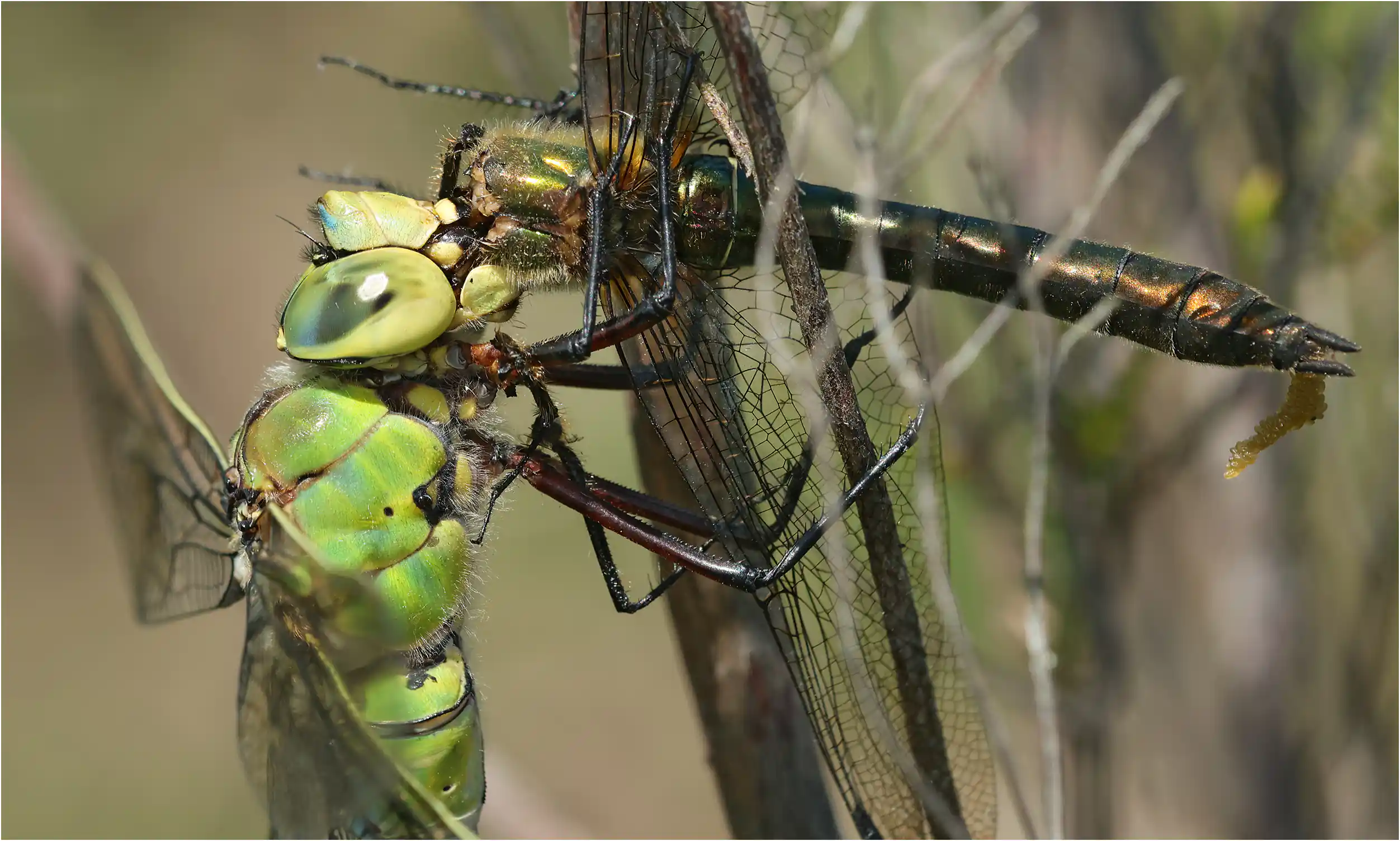 Anax imperator femelle dévorant Cordulia aenea femelle, Réserve du Pinail (F-86)