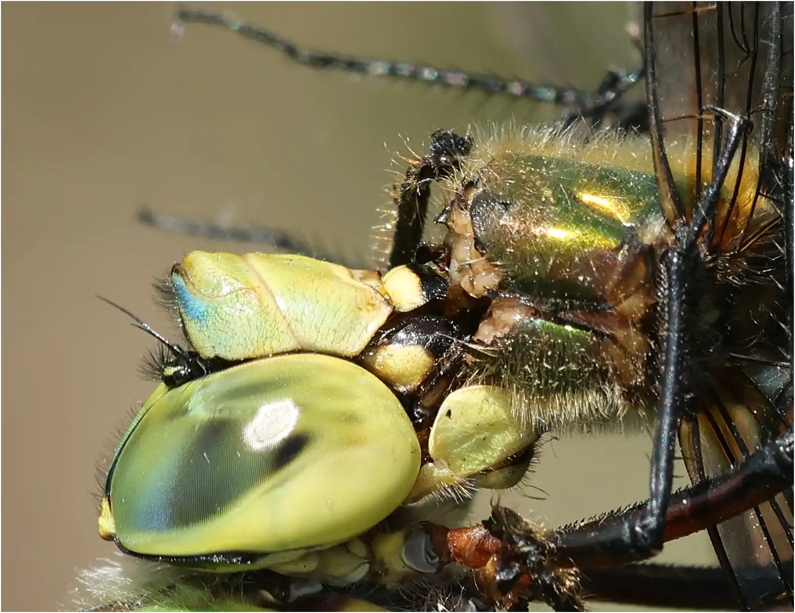 Anax imperator femelle dévorant Cordulia aenea femelle, Réserve du Pinail (F-86)
