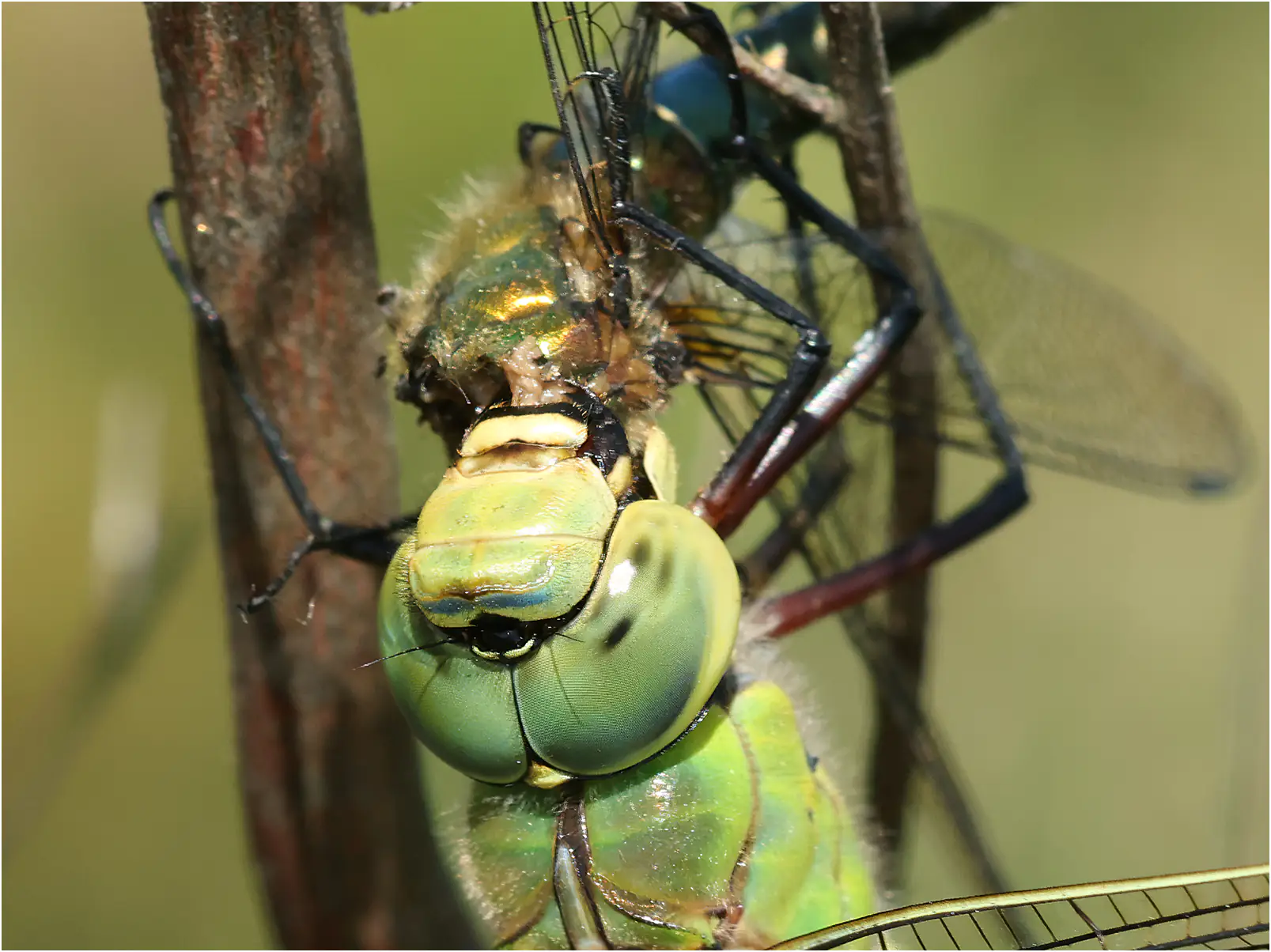 Anax imperator femelle dévorant Cordulia aenea femelle, Réserve du Pinail (F-86)