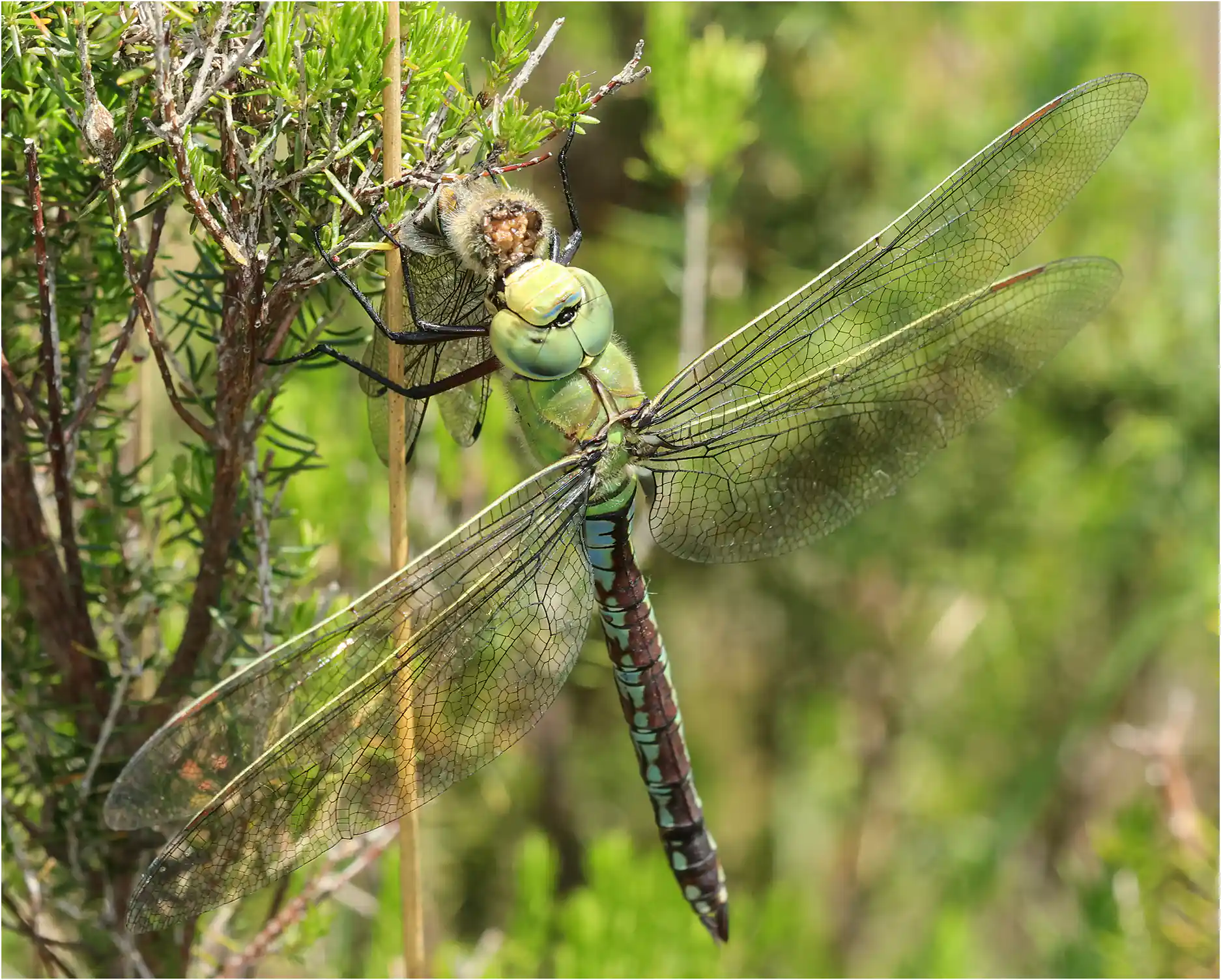 Anax imperator femelle dévorant Cordulia aenea femelle, Réserve du Pinail (F-86)