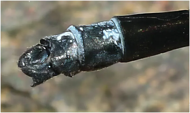 Anisopleura qingyuanensis, Vietnam, Khau Pha , 10 juin 2018