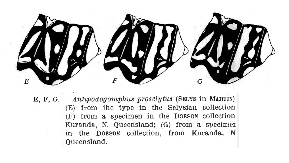 Schéma des motifs thoraciques du Spinehead dragon, Fraser, F.C. 1953. Gomphidae. Fasc. XXI pp. 1–36 in, Collections Zoologiques du Baron Edm. de Selys s